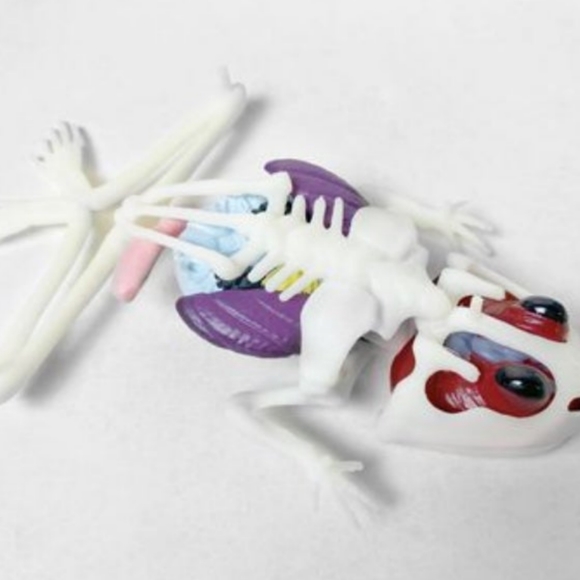 Frog Dissection Kit - Picture 4 of 5